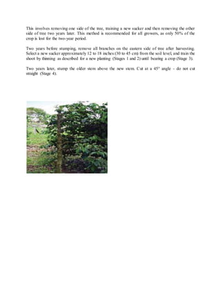 This involves removing one side of the tree, training a new sucker and then removing the other
side of tree two years later. This method is recommended for all growers, as only 50% of the
crop is lost for the two-year period.
Two years before stumping, remove all branches on the eastern side of tree after harvesting.
Select a new sucker approximately 12 to 18 inches (30 to 45 cm) from the soil level, and train the
shoot by thinning as described for a new planting (Stages 1 and 2) until bearing a crop (Stage 3).
Two years later, stump the older stem above the new stem. Cut at a 45° angle - do not cut
straight (Stage 4).
 