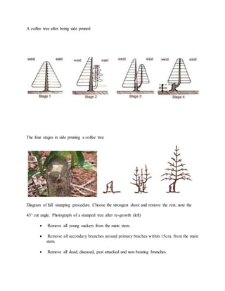 A coffee tree after being side pruned
The four stages in side pruning a coffee tree
Diagram of full stumping procedure. Choose the strongest shoot and remove the rest; note the
45° cut angle. Photograph of a stumped tree after re-growth (left)
 Remove all young suckers from the main stem.
 Remove all secondary branches around primary braches within 15cm, from the main
stem.
 Remove all dead, diseased, pest attacked and non-bearing branches.
 