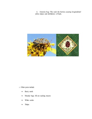 ii. Antestia bug: The suck the berries causing longitudinal/
zebra stripes and defoliation of buds.
o Other pests include
 Berry moth
 Meanly bugs All are sucking insects
 White scales
 Thrips
 