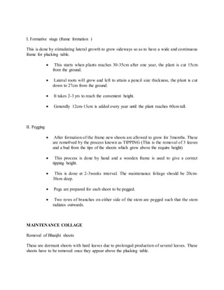 I. Formative stage (frame formation )
This is done by stimulating lateral growth to grow sideways so as to have a wide and continuous
frame for plucking table.
 This starts when plants reaches 30-35cm after one year, the plant is cut 15cm
from the ground.
 Lateral roots will grow and left to attain a pencil size thickness, the plant is cut
down to 27cm from the ground.
 It takes 2-3 yrs to reach the convenient height.
 Generally 12cm-13cm is added every year until the plant reaches 60cm tall.
II. Pegging
 After formation of the frame new shoots are allowed to grow for 3months. These
are remo0ved by the process known as TIPPING (This is the removal of 3 leaves
and a bud from the tips of the shoots which grow above the require height)
 This process is done by hand and a wooden frame is used to give a correct
tipping height.
 This is done at 2-3weeks interval. The maintenance foliage should be 20cm-
30cm deep.
 Pegs are prepared for each shoot to be pegged.
 Two rows of branches on either side of the stem are pegged such that the stem
radiates outwards.
MAINTENANCE COLLAGE
Removal of Bhanjhi shoots
These are dormant shoots with hard leaves due to prolonged production of several leaves. These
shoots have to be removed once they appear above the plucking table.
 