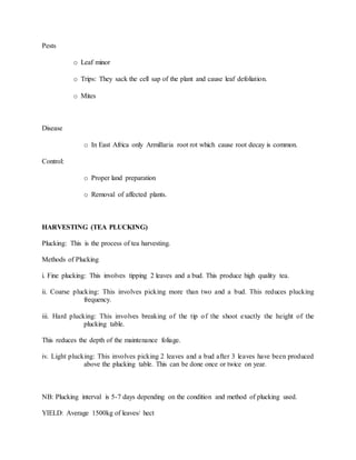 Pests
o Leaf minor
o Trips: They sack the cell sap of the plant and cause leaf defoliation.
o Mites
Disease
o In East Africa only Armillaria root rot which cause root decay is common.
Control:
o Proper land preparation
o Removal of affected plants.
HARVESTING (TEA PLUCKING)
Plucking: This is the process of tea harvesting.
Methods of Plucking
i. Fine plucking: This involves tipping 2 leaves and a bud. This produce high quality tea.
ii. Coarse plucking: This involves picking more than two and a bud. This reduces plucking
frequency.
iii. Hard plucking: This involves breaking of the tip of the shoot exactly the height of the
plucking table.
This reduces the depth of the maintenance foliage.
iv. Light plucking: This involves picking 2 leaves and a bud after 3 leaves have been produced
above the plucking table. This can be done once or twice on year.
NB: Plucking interval is 5-7 days depending on the condition and method of plucking used.
YIELD: Average 1500kg of leaves/ hect
 