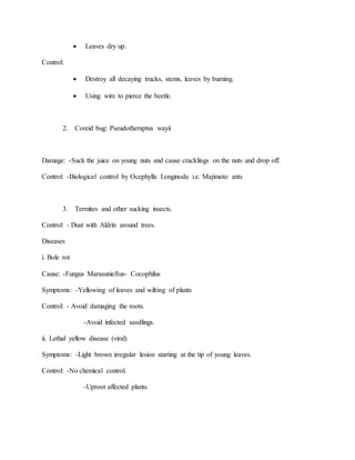  Leaves dry up.
Control:
 Destroy all decaying trucks, stems, leaves by burning.
 Using wire to pierce the beetle.
2. Coreid bug: Pseudotheraptus wayii
Damage: -Suck the juice on young nuts and cause cracklings on the nuts and drop off.
Control: -Biological control by Ocephylla Longinoda i.e. Majimoto ants
3. Termites and other sucking insects.
Control: - Dust with Aldrin around trees.
Diseases
i. Bole rot
Cause: -Fungus Marasuniellus- Cocophilus
Symptoms: -Yellowing of leaves and wilting of plants
Control: - Avoid damaging the roots.
-Avoid infected seedlings.
ii. Lethal yellow disease (viral)
Symptoms: -Light brown irregular lesion starting at the tip of young leaves.
Control: -No chemical control.
-Uproot affected plants.
 