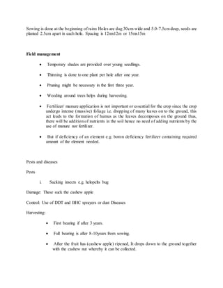 Sowing is done at the beginning of rains Holes are dug 30cm wide and 5.0-7.5cm deep, seeds are
planted 2.5cm apart in each hole. Spacing is 12mx12m or 15mx15m
Field management
 Temporary shades are provided over young seedlings.
 Thinning is done to one plant per hole after one year.
 Pruning might be necessary in the first three year.
 Weeding around trees helps during harvesting.
 Fertilizer/ manure application is not important or essential for the crop since the crop
undergo intense (massive) foliage i.e. dropping of many leaves on to the ground, this
act leads to the formation of humus as the leaves decomposes on the ground thus,
there will be addition of nutrients in the soil hence no need of adding nutrients by the
use of manure nor fertilizer.
 But if deficiency of an element e.g. boron deficiency fertilizer containing required
amount of the element needed.
Pests and diseases
Pests
i. Sucking insects e.g. helopelts bug
Damage: These suck the cashew apple
Control: Use of DDT and BHC sprayers or dust Diseases
Harvesting:
 First bearing if after 3 years.
 Full bearing is after 8-10years from sowing.
 After the fruit has (cashew apple) ripened, It drops down to the ground together
with the cashew nut whereby it can be collected.
 