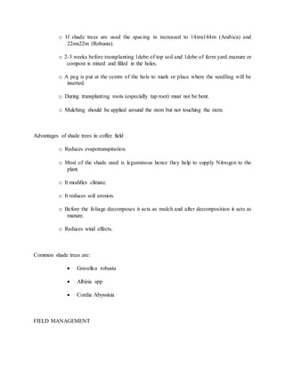 o If shade trees are used the spacing in increased to 14mx144m (Arabica) and
22mx22m (Robusta).
o 2-3 weeks before transplanting 1debe of top soil and 1debe of farm yard manure or
compost is mixed and filled in the holes.
o A peg is put at the centre of the hole to mark or place where the seedling will be
inserted.
o During transplanting roots (especially tap root) must not be bent.
o Mulching should be applied around the stem but not touching the stem.
Advantages of shade trees in coffee field
o Reduces evapotranspiration.
o Most of the shade used is leguminous hence they help to supply Nitrogen to the
plant.
o It modifies climate.
o It reduces soil erosion.
o Before the foliage decomposes it acts as mulch and after decomposition it acts as
manure.
o Reduces wind effects.
Common shade trees are:
 Gravellea robusta
 Albizia spp
 Cordia Abyssinia
FIELD MANAGEMENT
 