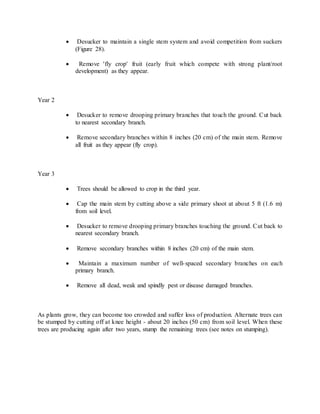  Desucker to maintain a single stem system and avoid competition from suckers
(Figure 28).
 Remove 'fly crop' fruit (early fruit which compete with strong plant/root
development) as they appear.
Year 2
 Desucker to remove drooping primary branches that touch the ground. Cut back
to nearest secondary branch.
 Remove secondary branches within 8 inches (20 cm) of the main stem. Remove
all fruit as they appear (fly crop).
Year 3
 Trees should be allowed to crop in the third year.
 Cap the main stem by cutting above a side primary shoot at about 5 ft (1.6 m)
from soil level.
 Desucker to remove drooping primary branches touching the ground. Cut back to
nearest secondary branch.
 Remove secondary branches within 8 inches (20 cm) of the main stem.
 Maintain a maximum number of well-spaced secondary branches on each
primary branch.
 Remove all dead, weak and spindly pest or disease damaged branches.
As plants grow, they can become too crowded and suffer loss of production. Alternate trees can
be stumped by cutting off at knee height - about 20 inches (50 cm) from soil level. When these
trees are producing again after two years, stump the remaining trees (see notes on stumping).
 