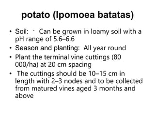 potato (Ipomoea batatas)
• Soil: Can be grown in loamy soil with a
pH range of 5.6–6.6
• Season and planting: All year round
• Plant the terminal vine cuttings (80
000/ha) at 20 cm spacing
• The cuttings should be 10–15 cm in
length with 2–3 nodes and to be collected
from matured vines aged 3 months and
above
 