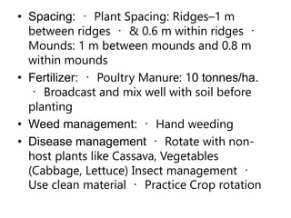 • Spacing: Plant Spacing: Ridges–1 m
between ridges & 0.6 m within ridges
Mounds: 1 m between mounds and 0.8 m
within mounds
• Fertilizer: Poultry Manure: 10 tonnes/ha.
Broadcast and mix well with soil before
planting
• Weed management: Hand weeding
• Disease management Rotate with non-
host plants like Cassava, Vegetables
(Cabbage, Lettuce) Insect management
Use clean material Practice Crop rotation
 