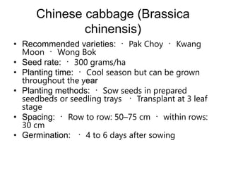 Chinese cabbage (Brassica
chinensis)
• Recommended varieties: Pak Choy Kwang
Moon Wong Bok
• Seed rate: 300 grams/ha
• Planting time: Cool season but can be grown
throughout the year
• Planting methods: Sow seeds in prepared
seedbeds or seedling trays Transplant at 3 leaf
stage
• Spacing: Row to row: 50–75 cm within rows:
30 cm
• Germination: 4 to 6 days after sowing
 