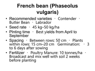 French bean (Phaseolus
vulgaris)
• Recommended varieties Contender
Butter Bean Labrador
• Seed rate 45 kg–50 kg/ha
• Plnting time Best yields from April to
September
• Spacing Between rows: 50 cm Plants
within rows: 15 cm–20 cm Germination: 3
to 6 days after sowing
• Fertilizer Poultry Manure: 10 tonnes/ha
Broadcast and mix well with soil 2 weeks
before planting
 