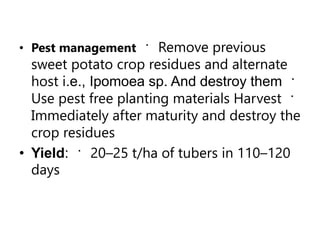 • Pest management Remove previous
sweet potato crop residues and alternate
host i.e., Ipomoea sp. And destroy them
Use pest free planting materials Harvest
Immediately after maturity and destroy the
crop residues
• Yield: 20–25 t/ha of tubers in 110–120
days
 