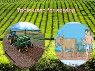 Crop production and management | PPTX