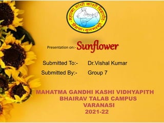 Submitted To:- Dr.Vishal Kumar
Submitted By:- Group 7
MAHATMA GANDHI KASHI VIDHYAPITH
BHAIRAV TALAB CAMPUS
VARANASI
2021-22
Presentation on:- Sunflower
 