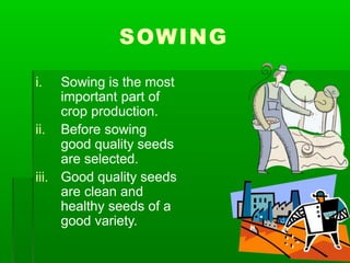 SOWING
iii.
i. Sowing is the most
important part of
crop production.
ii. Before sowing
good quality seeds
are selected.
Good quality seeds
are clean and
healthy seeds of a
good variety.
 