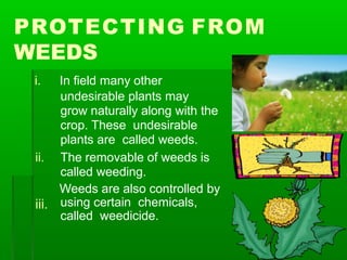 PROTECTING FROM
WEEDS
i. In field many other
iii.
undesirable plants may
grow naturally along with the
crop. These undesirable
plants are called weeds.
ii. The removable of weeds is
called weeding.
Weeds are also controlled by
using certain chemicals,
called weedicide.
 