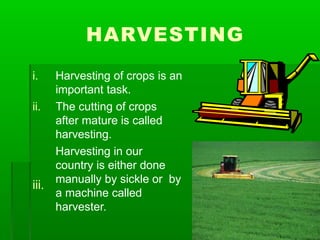 HARVESTING
iii.
i. Harvesting of crops is an
important task.
ii. The cutting of crops
after mature is called
harvesting.
Harvesting in our
country is either done
manually by sickle or by
a machine called
harvester.
 