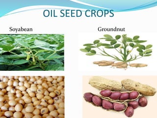 OIL SEED CROPS
Soyabean Groundnut
 