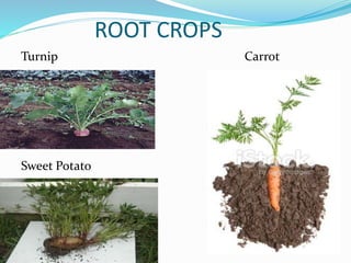 ROOT CROPS
Turnip Carrot
Sweet Potato
 