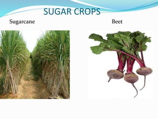 SUGAR CROPS
Sugarcane Beet
 