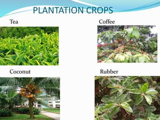 PLANTATION CROPS
Tea Coffee
Coconut Rubber
 
