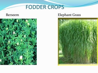 FODDER CROPS
Berseem Elephant Grass
 