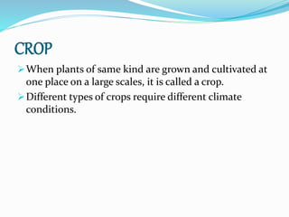CROP
When plants of same kind are grown and cultivated at
one place on a large scales, it is called a crop.
Different types of crops require different climate
conditions.
 