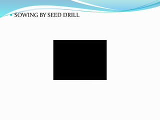  SOWING BY SEED DRILL
 