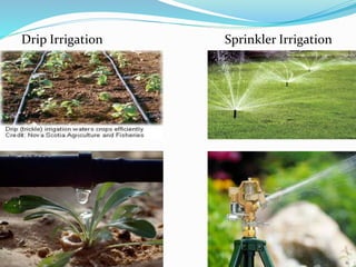 Drip Irrigation Sprinkler Irrigation
 