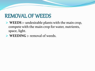 REMOVAL OF WEEDS
 WEEDS :- undesirable plants with the main crop,
compete with the main crop for water, nutrients,
space, light.
 WEEDING :- removal of weeds.
 