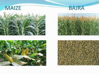 MAIZE BAJRA

 