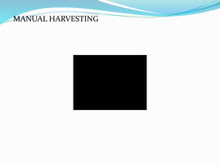 MANUAL HARVESTING
 