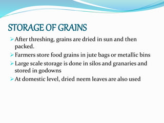 STORAGE OF GRAINS
After threshing, grains are dried in sun and then
packed.
Farmers store food grains in jute bags or metallic bins
Large scale storage is done in silos and granaries and
stored in godowns
At domestic level, dried neem leaves are also used
 