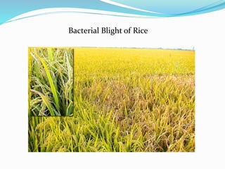 Bacterial Blight of Rice
 