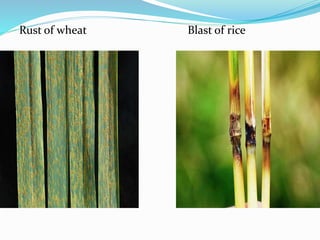Rust of wheat Blast of rice
 