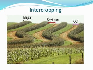 Intercropping
 