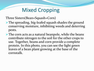 Mixed Cropping
Three Sisters(Bean+Squash+Corn)
The spreading, big-leafed squash shades the ground
conserving moisture, inhibiting weeds and deterring
pests.
The corn acts as a natural beanpole, while the beans
contribute nitrogen to the soil for the other crops to
use. Together, beans and corn provide a complete
protein. In this photo, you can see the light green
leaves of a bean plant growing at the base of the
cornstalk.
 