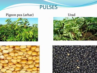 PULSES
Pigeon pea (arhar) Urad
 