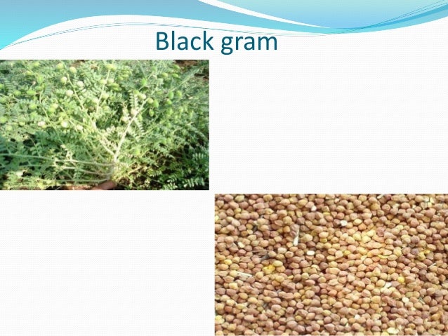 crop production ppt crops ppt