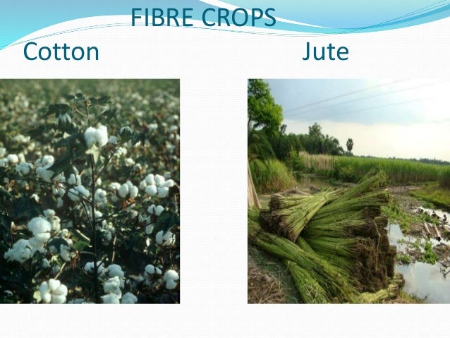 crop production ppt crops ppt