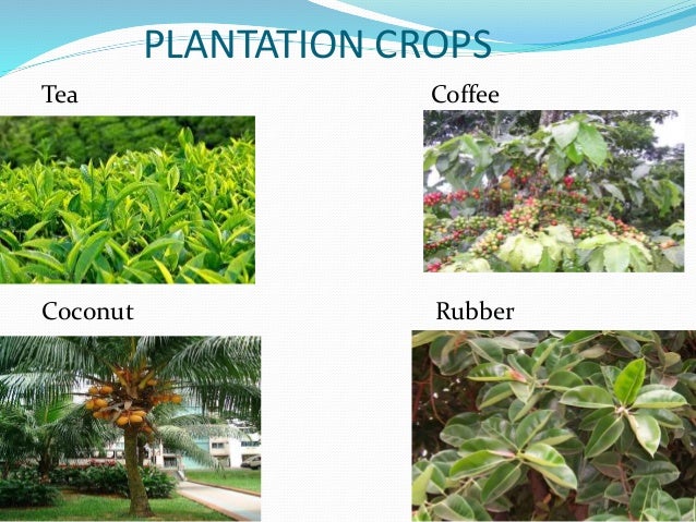 crop production ppt crops ppt