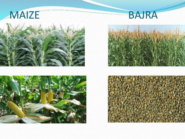 crop production ppt crops ppt