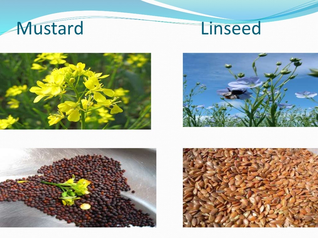 Crop production ppt