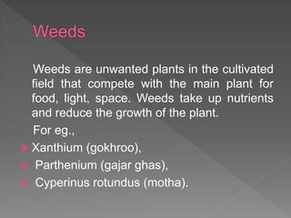 Weeds are unwanted plants in the cultivated
field that compete with the main plant for
food, light, space. Weeds take up nutrients
and reduce the growth of the plant.
For eg.,
Xanthium (gokhroo),
Parthenium (gajar ghas),
Cyperinus rotundus (motha).