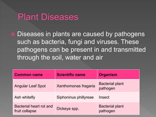  Diseases in plants are caused by pathogens
such as bacteria, fungi and viruses. These
pathogens can be present in and transmitted
through the soil, water and air
Common name Scientific name Organism
Angular Leaf Spot Xanthomonas fragaria
Bacterial plant
pathogen
Ash whitefly Siphoninus phillyreae Insect
Bacterial heart rot and
fruit collapse
Dickeya spp.
Bacterial plant
pathogen
