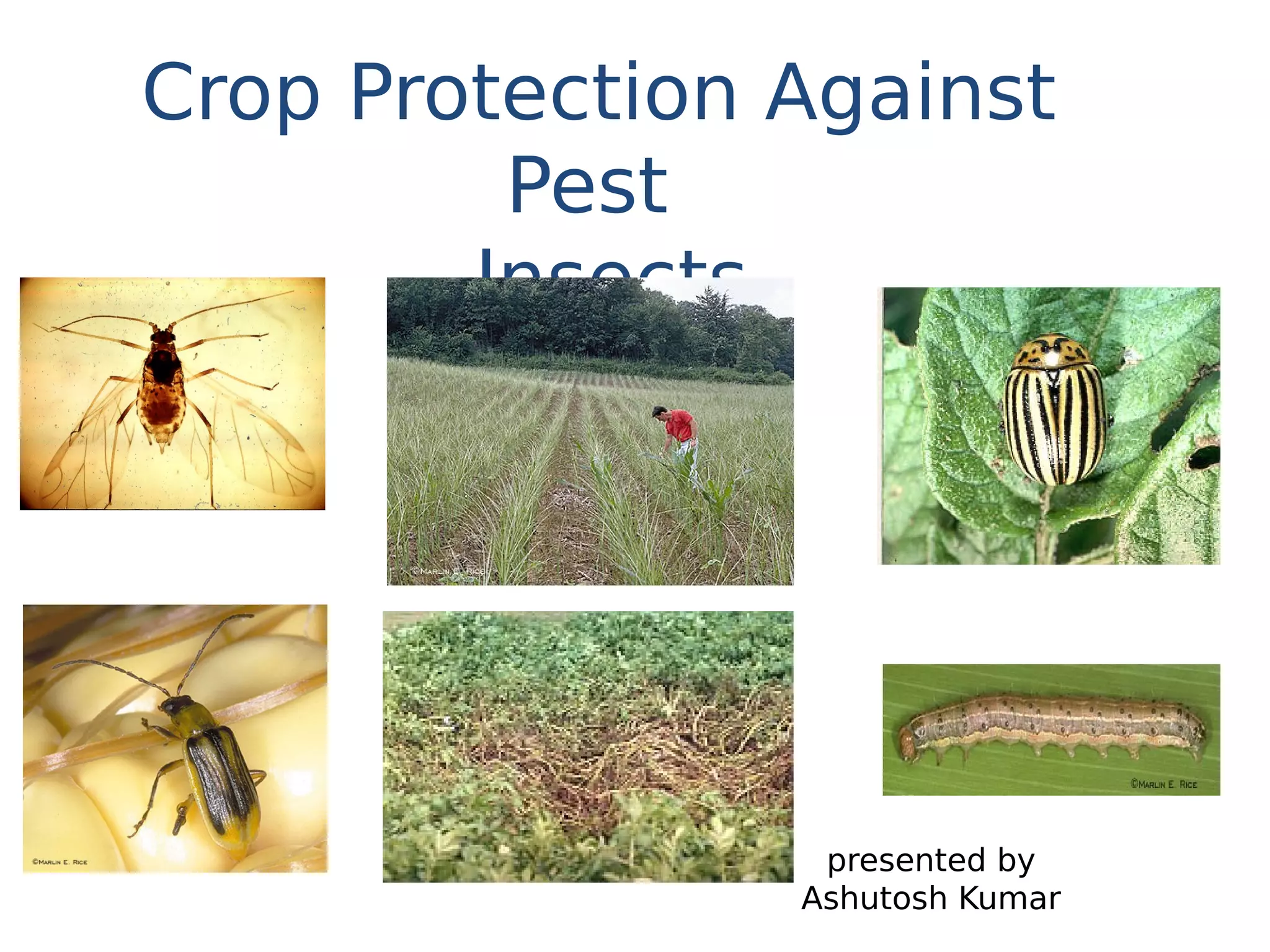 Crop Protection Against
Pest
Insects
presented by
Ashutosh Kumar