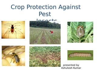 Crop Protection Against
Pest
Insects
presented by
Ashutosh Kumar
 
