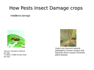 How Pests Insect Damage crops
Insect● Direct damage
1locust =2g plant material
per day
1 million =5000 human food
per day
insect can transmit several
pathogenic viruses, fungus and
bacteria which causes numerals
plant disease