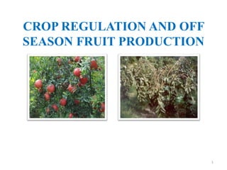 1
CROP REGULATION AND OFF
SEASON FRUIT PRODUCTION
 