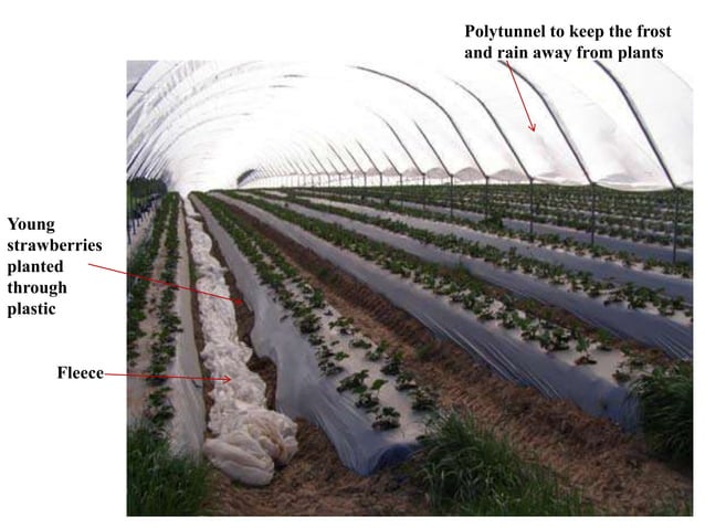 Crop regulation and off season fruit production | PPTX