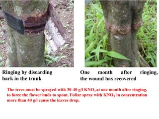 Crop regulation and off season fruit production | PPTX