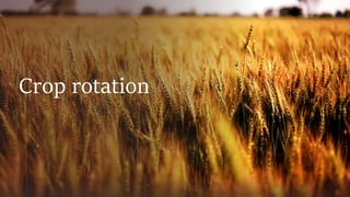 Crop rotation best slides | PPTX